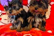 Cachorro Yorkie macho🌺 en San Francisco Bay Area