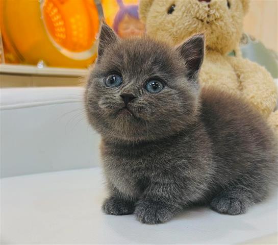 $300 : Cute British Shorthair Kittens image 2