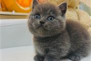 $300 : Cute British Shorthair Kittens thumbnail