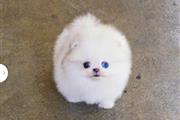 $350 : Pomerania en venta thumbnail