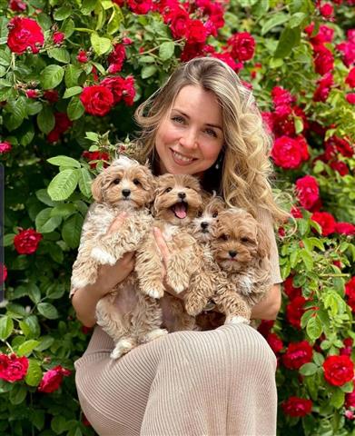 $700 : Maltipoo Puppies 5 image 3