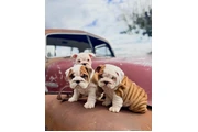 $400 : Adorable English Bulldog Pups thumbnail