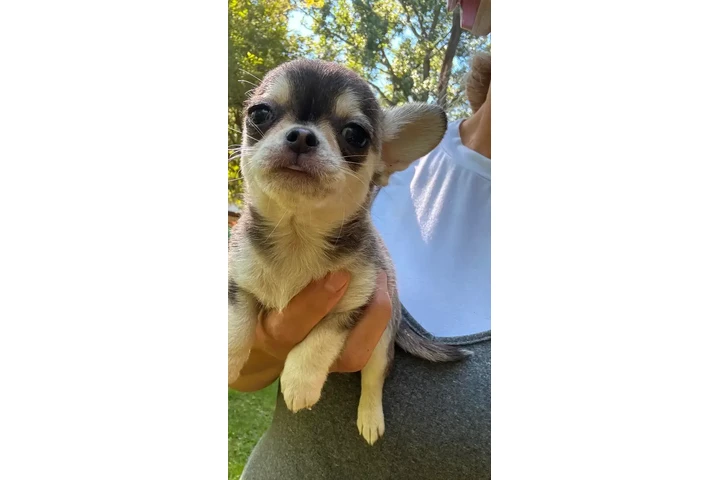$2400 : Chihuahua puppies SH and LH image 3