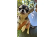 $2400 : Chihuahua puppies SH and LH thumbnail