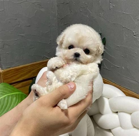 $400 : Maltese puppies available image 1