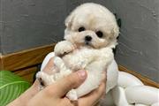 Maltese puppies available en Arlington VA