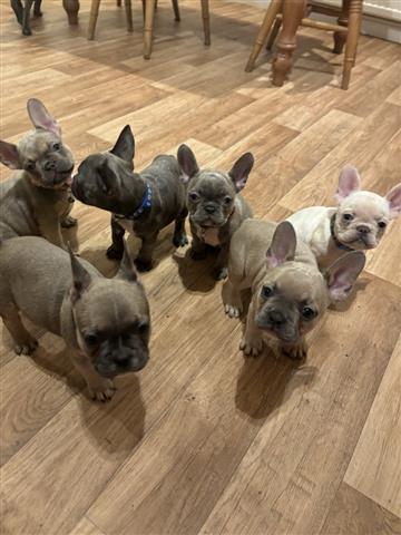 $450 : French bulldog Available image 1