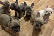 French bulldog Available en Miami