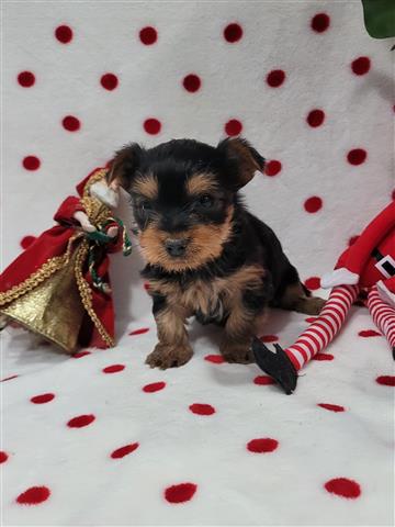 $1500 : Yorkies purebred image 4