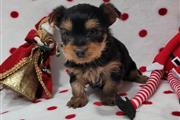 $1500 : Yorkies purebred thumbnail