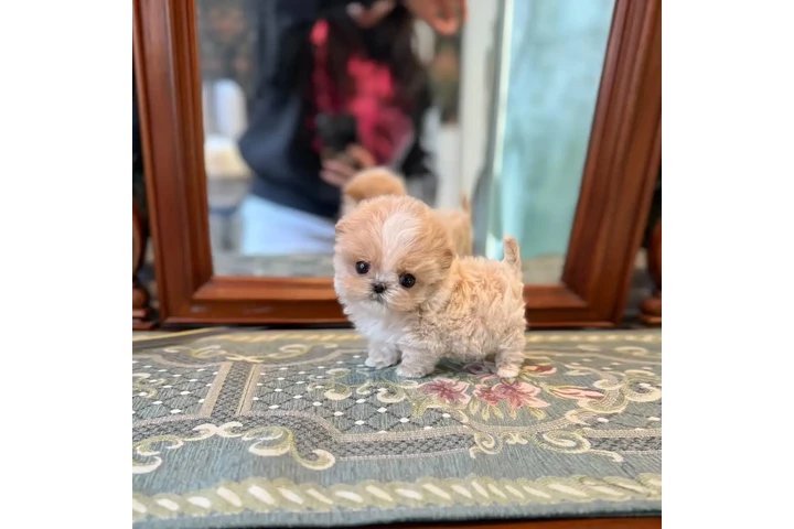$350 : maltipoo image 2