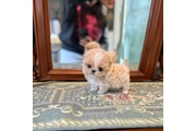 $350 : maltipoo thumbnail