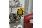 $600 : VENTA DE  SUN CONURE Y JAULA thumbnail