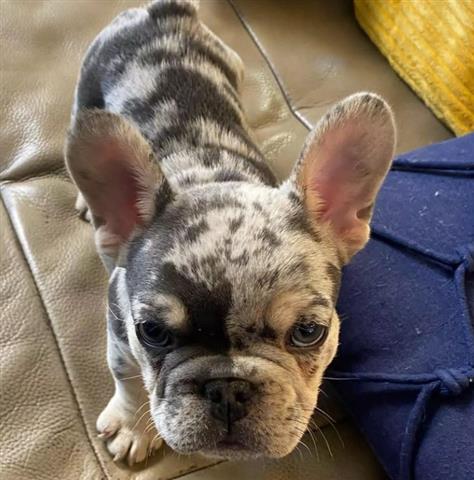 $800 : male French bull-dog puppies image 1