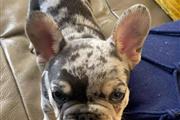 male French bull-dog puppies