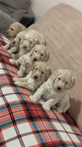 $500 : Cachorros goldendoodle disponi image 10