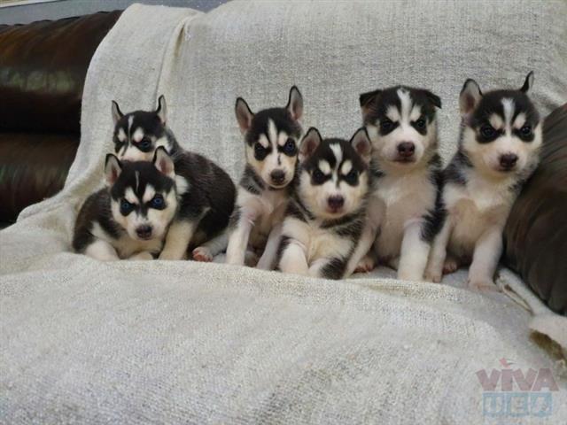 $600 : Amazing Siberin Husky Puppie image 1