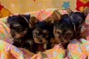 Cachorro yorkshire terrier dor en Montana
