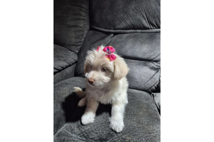 $550 : Puppie female image 4