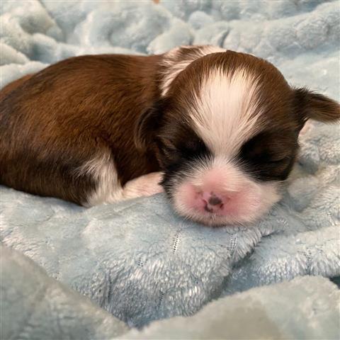 $350 : Cachorros de Shih Tzu image 3