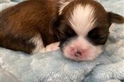 $350 : Cachorros de Shih Tzu thumbnail