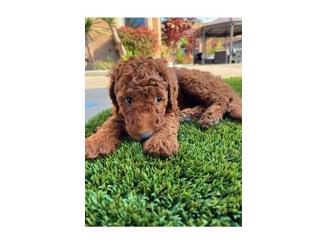 $9000 : red golden doodle image 4