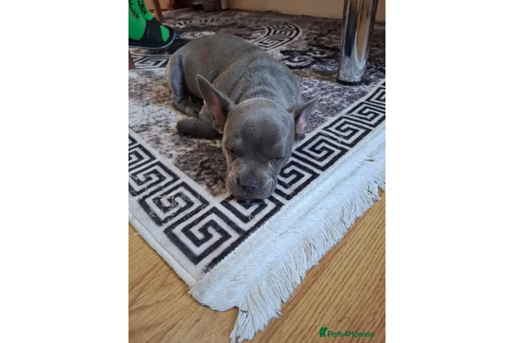 $550 : French Bulldog Staffy Cross image 3
