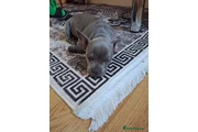 $550 : French Bulldog Staffy Cross thumbnail
