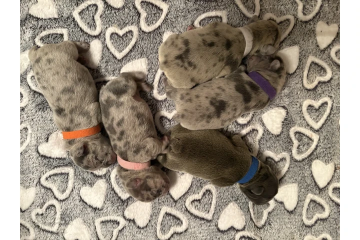 $1600 : Beautiful French Bulldog Pupps image 7