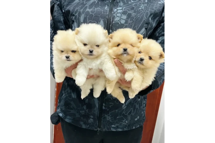 $350 : Pomerania taza de té image 3