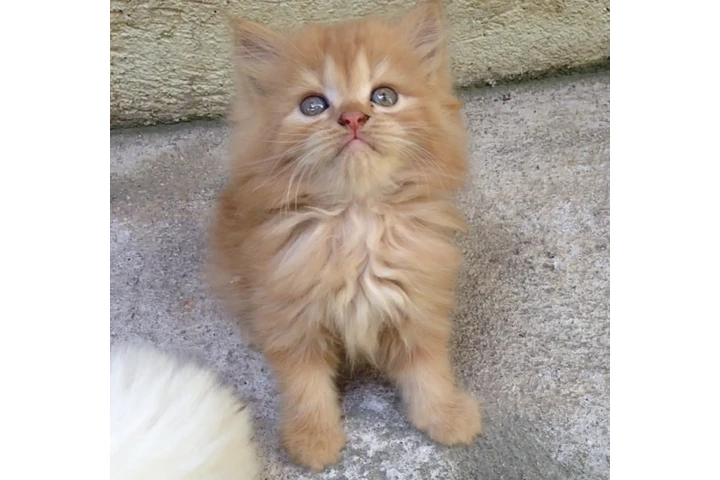 $310 : 2 Persian Kittens image 1