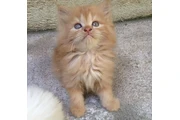 2 Persian Kittens en Imperial County