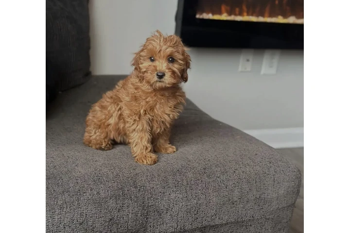 $510 : Cavapoo Puppies For Sale image 1