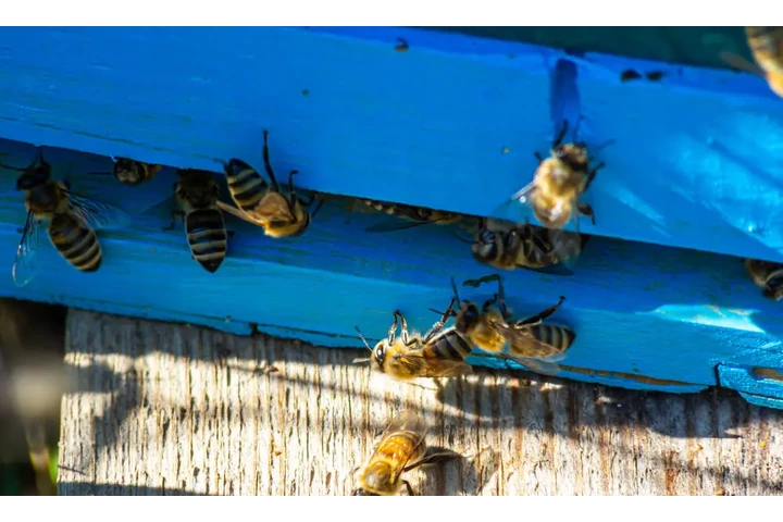 CONTROL DE ABEJAS, BEE REMOVAL image 5