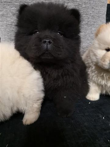 Amazing chow chow Pup image 3