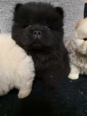 $400 : Amazing chow chow Pup image 3