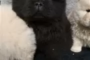 $400 : Amazing chow chow Pup thumbnail