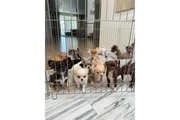 chihuahua en venta en Los Angeles