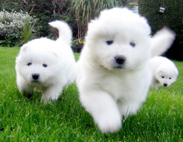 $400 : Samoyed Puppies image 2