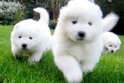 $400 : Samoyed Puppies thumbnail