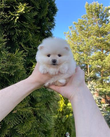 $300 : Pomeranian puppies for sale image 6