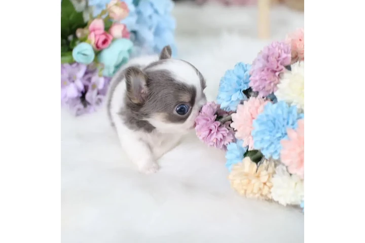 $350 : taza de té chihuahua image 3