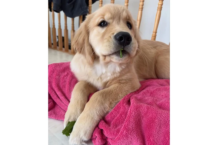 $500 : Precioso golden retriever image 2