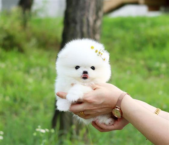 $300 : Pomeranian mini puppy image 1