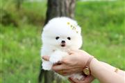 Pomeranian mini puppy