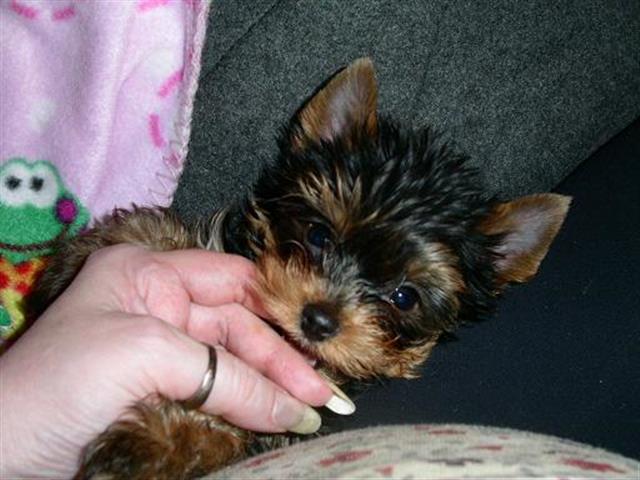 $600 : Adopt t cup yorkie+13157912128 image 1