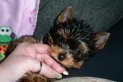 Adopt t cup yorkies available en St. Louis