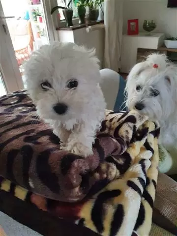 $510 : BUY sweet maltese puppies image 4