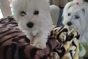 $510 : BUY sweet maltese puppies thumbnail