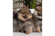 $350 : Pomerania taza de té thumbnail